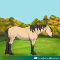 Horse Color:Buckskin 