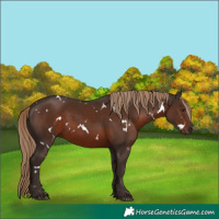 Horse Color:White Spotted Liver Chestnut 