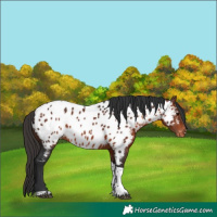 Horse Color:Bay Tobiano Near Leopard Rabicano 