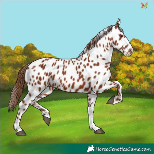 Horse Color:Chestnut Appaloosa 