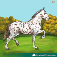 Horse Color:Chestnut Appaloosa 
