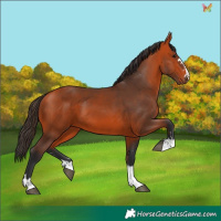 Horse Color:Bay 