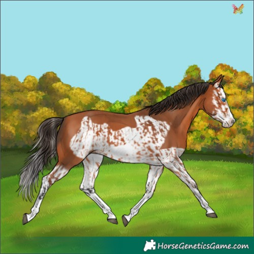 Horse Color:Bay Splash Frame  and Bay Splash Frame 