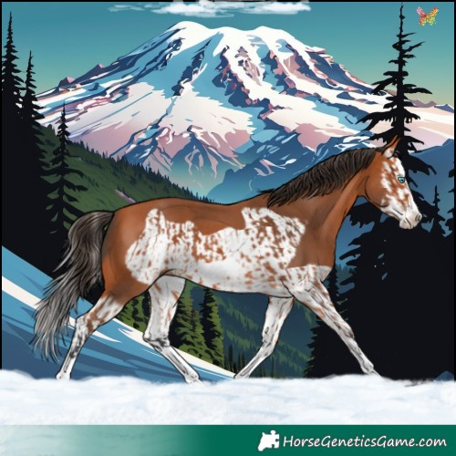 Horse Color:Bay Splash Frame and Bay Splash Frame