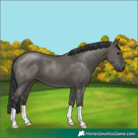 Horse Color:Grullo Brindle