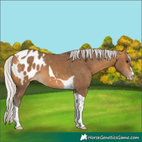 Horse Color:Silver Buckskin Tobiano Appaloosa 