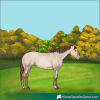 Horse Color:Brown Pearl Dun Rabicano 