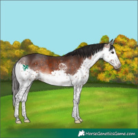 Horse Color:White Spotted Brown Splash 