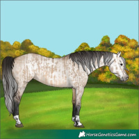 Horse Color:Bay Dun  and Gray Bay Dun 