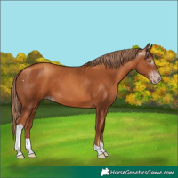Horse Color:Gray Gold Champagne Tobiano 