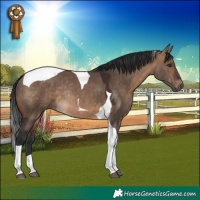Horse Color:Brown Dun Tobiano Rabicano