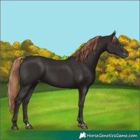 Horse Color:Liver Chestnut Varnish Rabicano