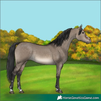 Horse Color:Brown Dun Rabicano 
