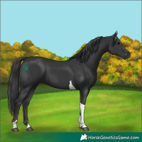 Horse Color:Black Tobiano 