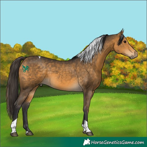 Horse Color:Buckskin Tobiano 