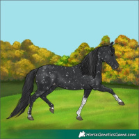Horse Color:Black Tobiano Appaloosa 