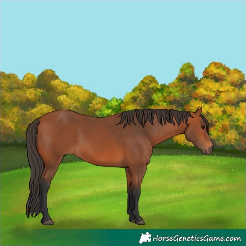 Horse Color:Bay Rabicano 