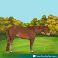 Horse Color:Chestnut Rabicano
