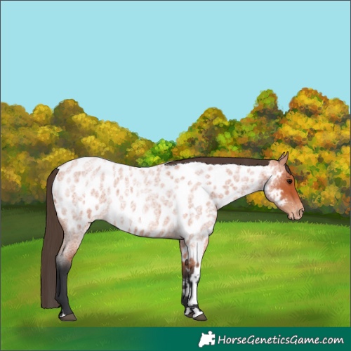 Horse Color:Bay Roan Appaloosa 