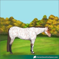 Horse Color:Bay Roan Appaloosa 
