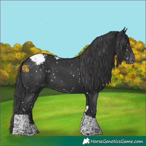 Horse Color:Black Tobiano Appaloosa 