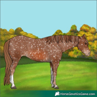Horse Color:Chestnut Tobiano Snowflake Varnish