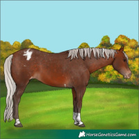 Horse Color:Silver Bay Tobiano Appaloosa 