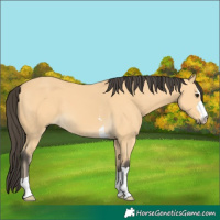 Horse Color:Buckskin 
