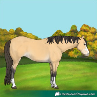 Horse Color:Buckskin 