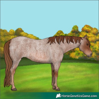 Horse Color:Red Roan