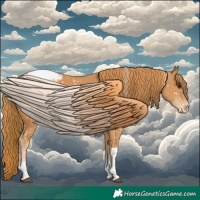 Horse Color:Chestnut Tobiano Appaloosa 