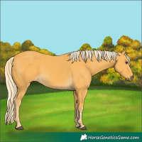 Horse Color:Palomino 