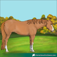 Horse Color:Chestnut 