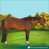 Horse Color:Bay 