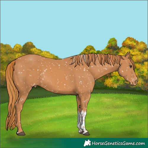 Horse Color:Chestnut Tobiano Appaloosa