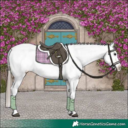 Horse Color:Grullo Tobiano Appaloosa 