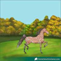 Horse Color:Bay Tobiano Appaloosa 