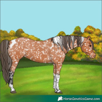 Horse Color:Bay Tobiano Appaloosa 