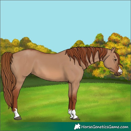 Horse Color:Red Dun 