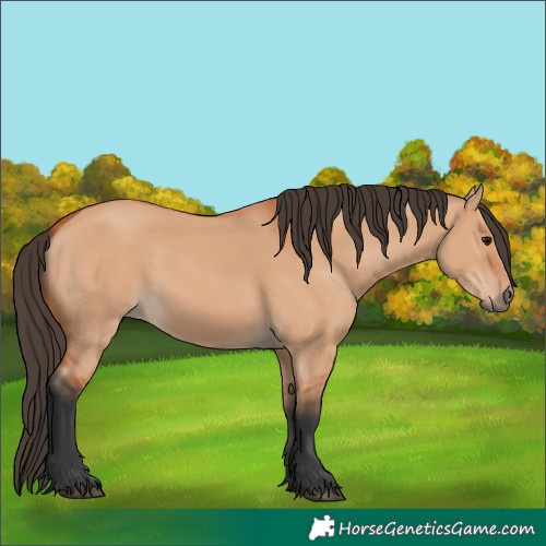 Horse Color:Unknown 