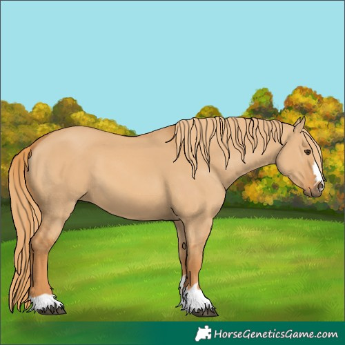 Horse Color:Unknown 