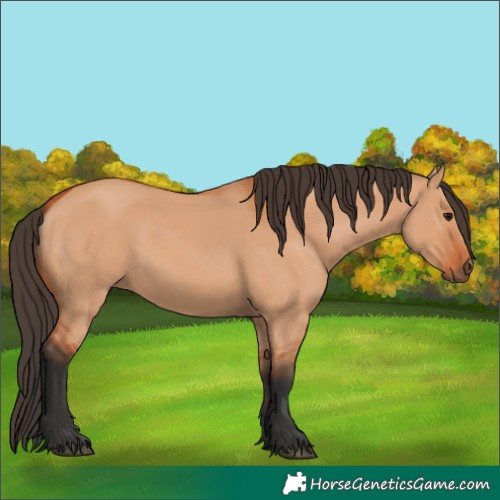 Horse Color:Unknown 