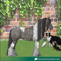 Horse Color:Grullo Tobiano Appaloosa 