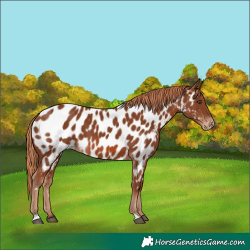 Horse Color:Chestnut Appaloosa 