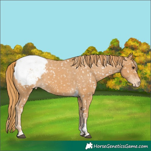 Horse Color:Chestnut Tobiano Snowcap