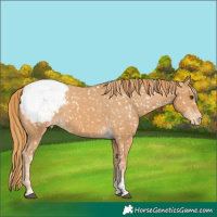 Horse Color:Chestnut Tobiano Snowcap