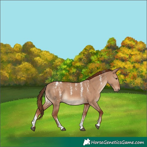 Horse Color:Powder White Red Dun 