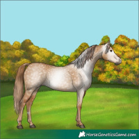 Horse Color:Gray Red Dun