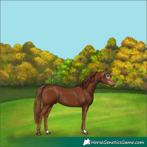 Horse Color:Gray Chestnut 