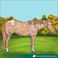 Horse Color:Chestnut Tobiano Appaloosa